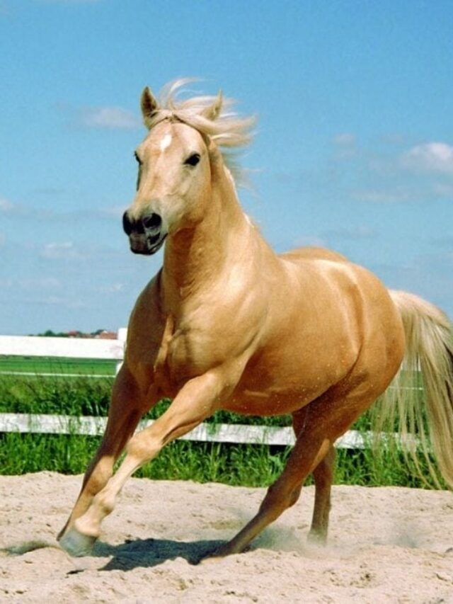 Guide to Choosing a Name for Your Quarter Horse With 71 Ideas