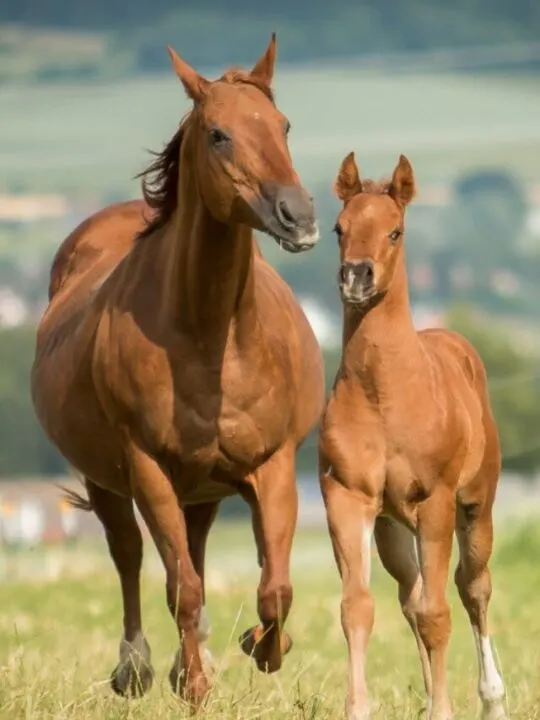 cropped-Quarter-Horse.jpg