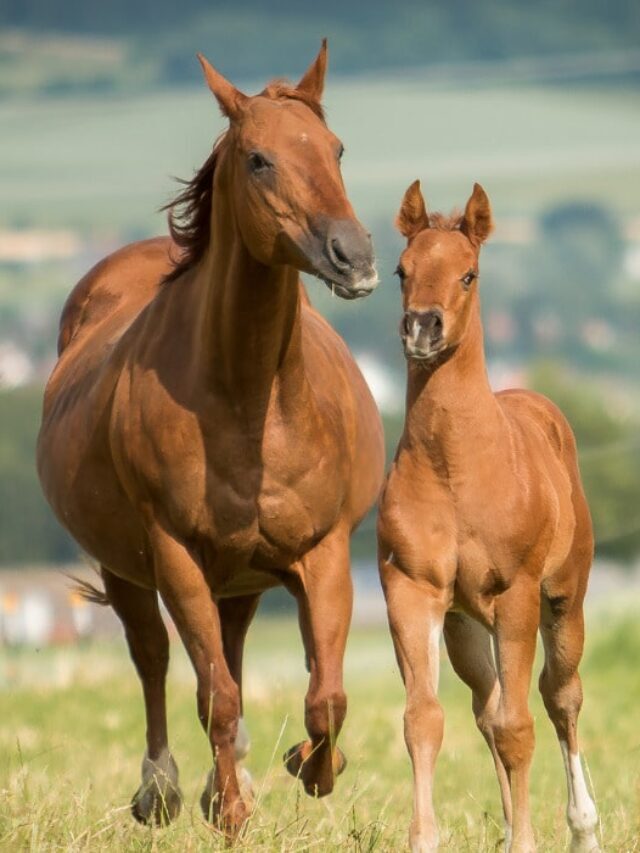 Horse Health Record Form