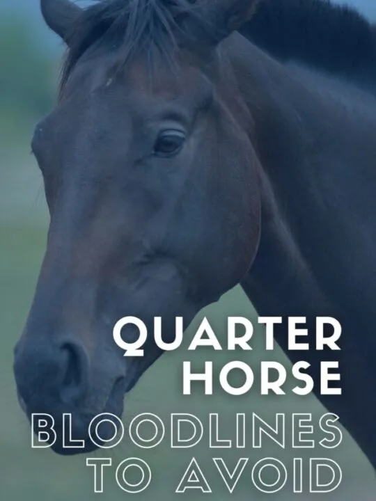 cropped-Quarter-Horse-Bloodlines-To-Avoid.jpg