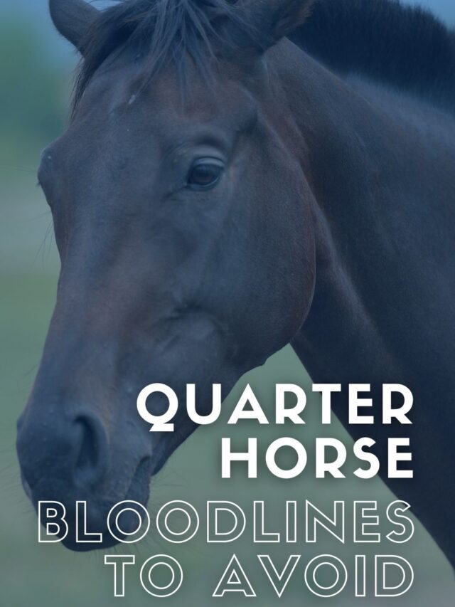 Quarter Horse Bloodlines To Avoid