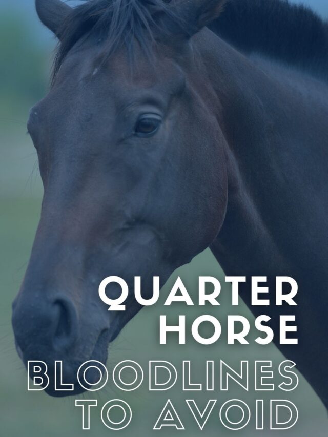 Quarter Horse Bloodlines To Avoid Helpful Horse Hints