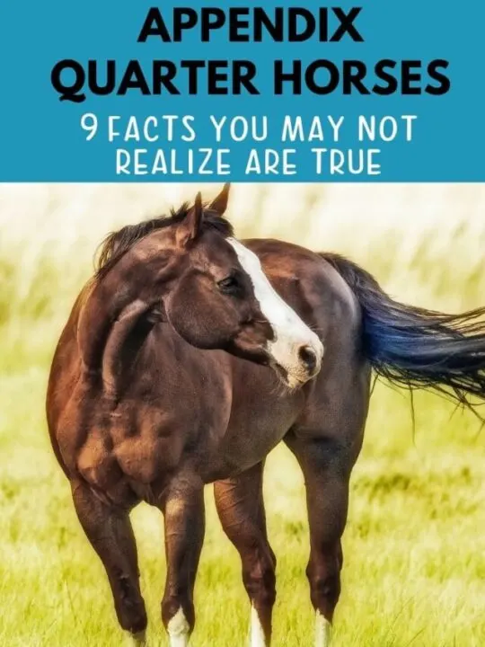 cropped-Quarter-Horse-Facts-P.jpg