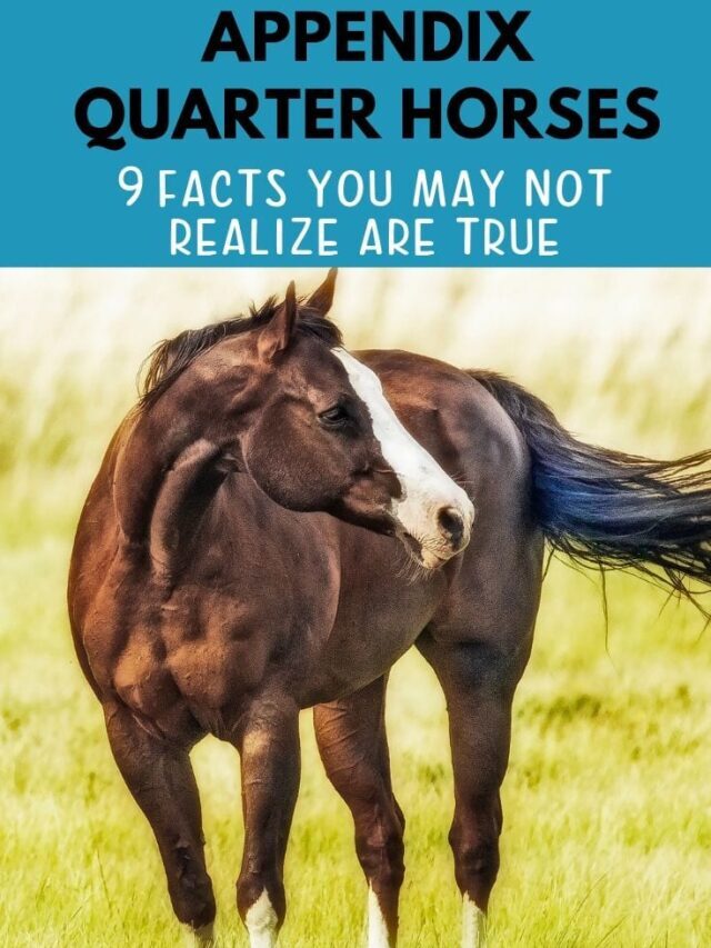 Appendix Quarter Horses: 9 Facts You May Not Realize Are True