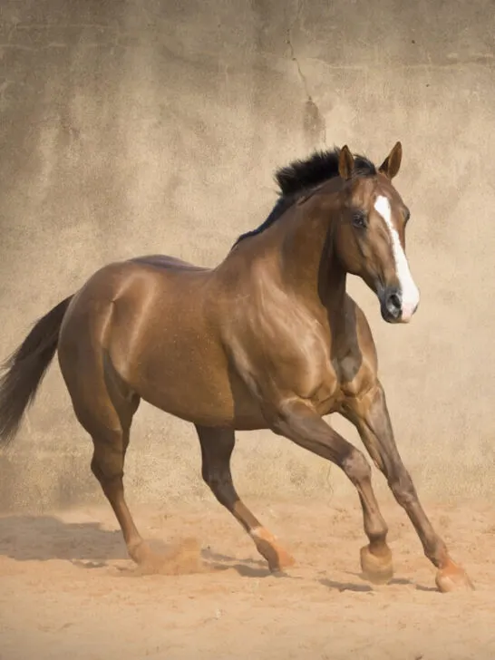 Quarter horse running - ss240322