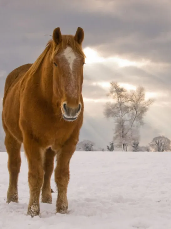 Suffolk Punch horse standing on the snow
