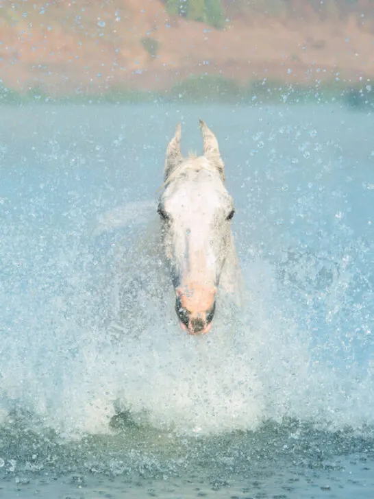 Swimming white horse in river at early morning in frog - ss240212
