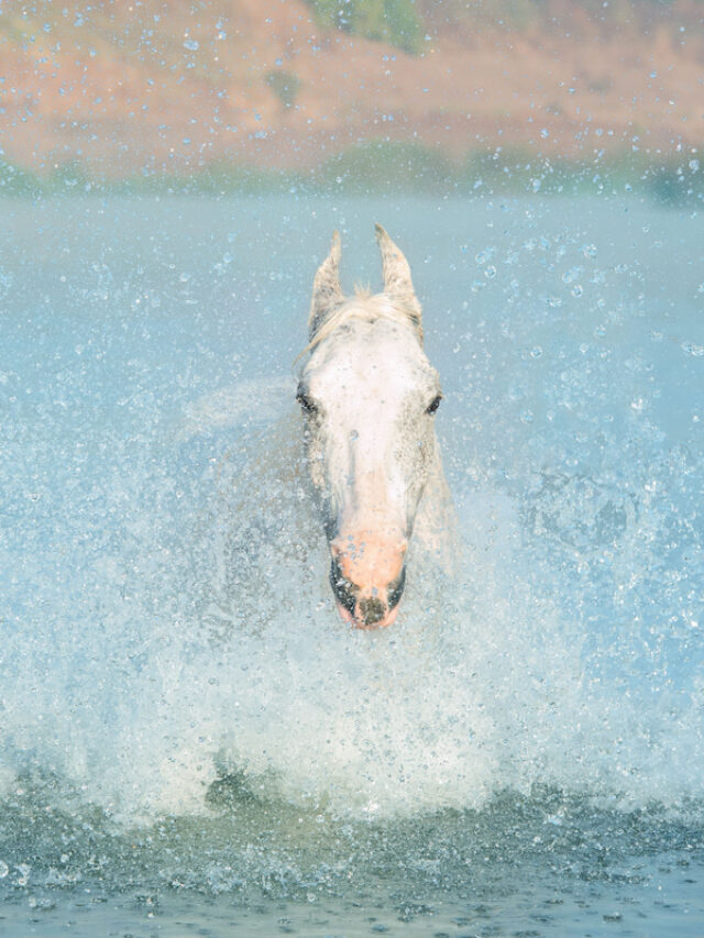 Can Horses Swim? Tips To Know Before Taking Your Horse to Swim