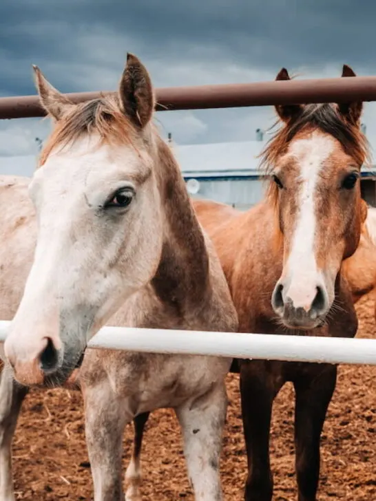 Three Large Horses - ss230513