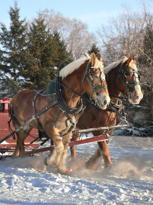 Horse Ice Boots Why You Should Ice, Best Boots to Buy and Ideas to