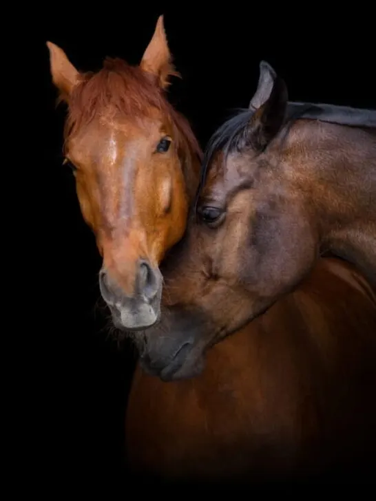 Two horse - ss230516