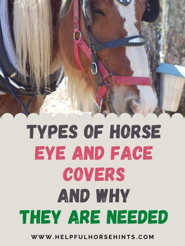 Types of Horse Eye and Face Covers and Why They Are Needed