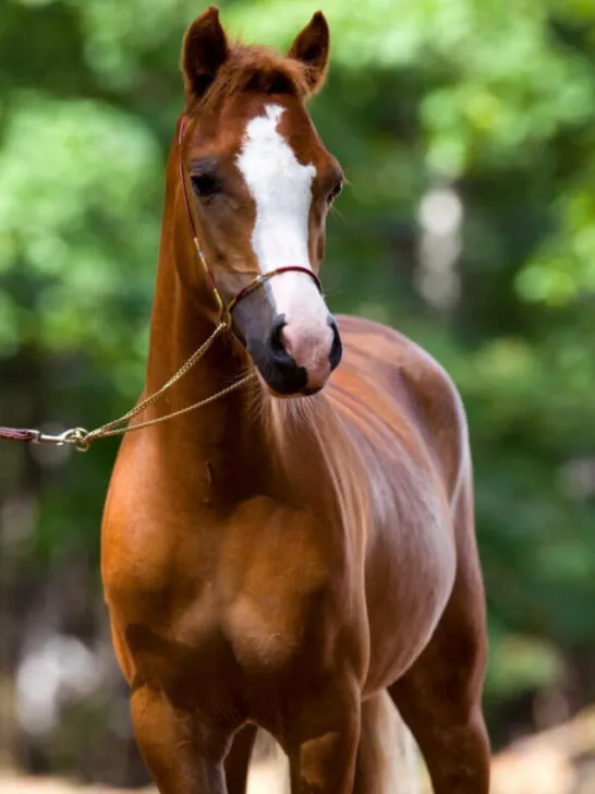 Welsh Pony portrait in nature - cc240423