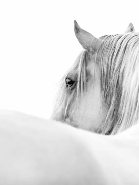 White Andalusian horse looking over his shoulder with a white background - ss240205