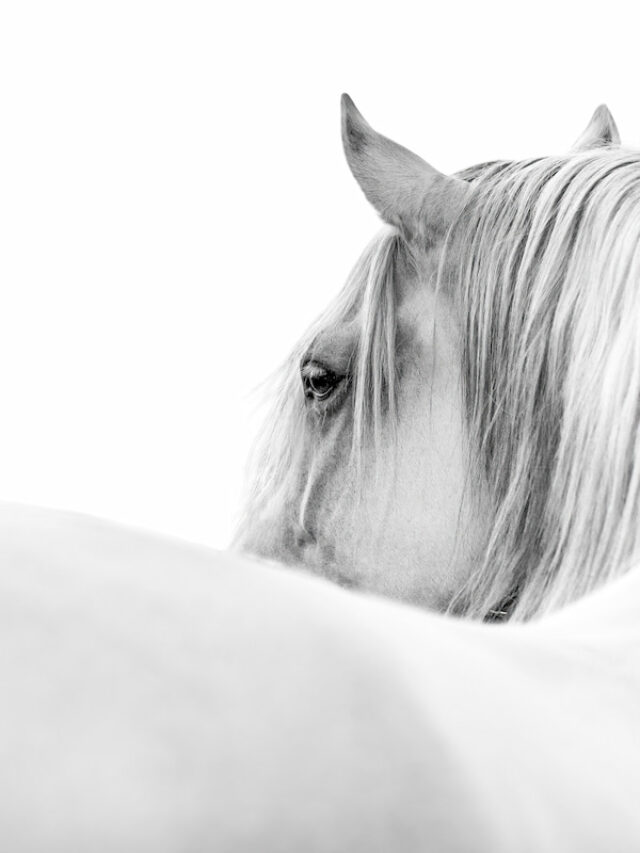 How To Identify Bad Horse Rescues