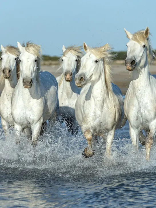 cropped-White-Camargue-Horses-galloping-along-the-beach-ss231202.jpg