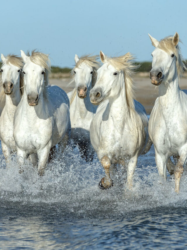 Camargue Horse Breed Profile: History, Characteristics, and Care