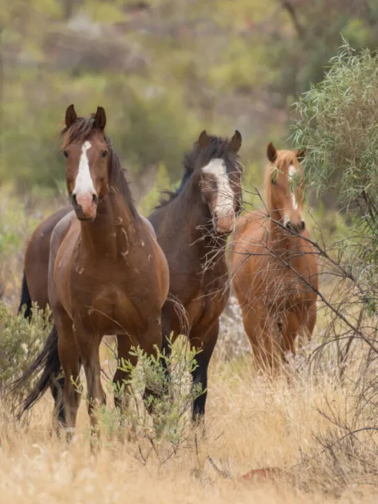 Wild Australian horses in the outback - ss240214