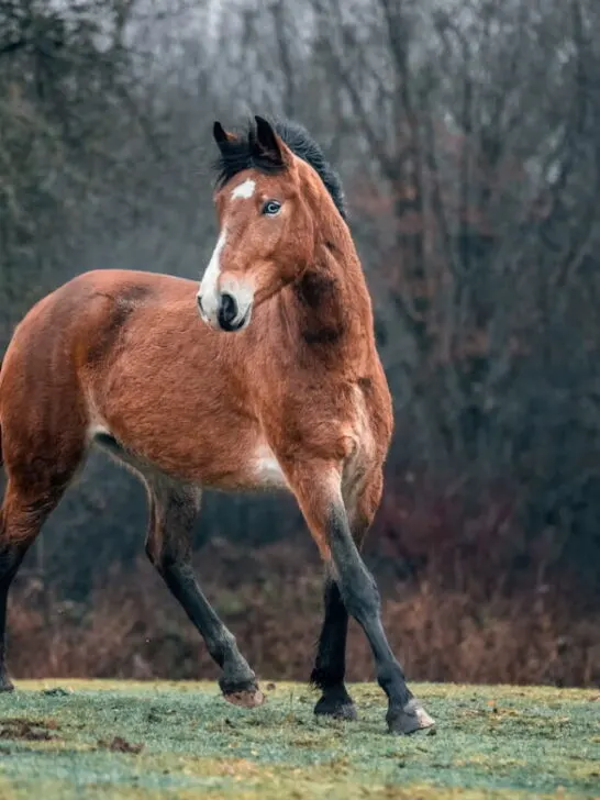 Wild dirty free horse mustang - ss220407
