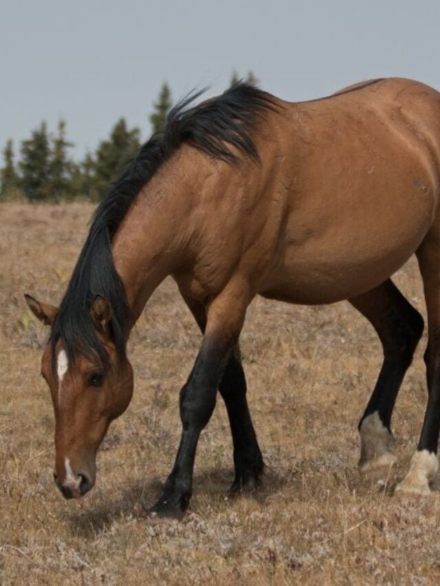 Buckskin Horse Color Origin, and Variations Helpful Horse