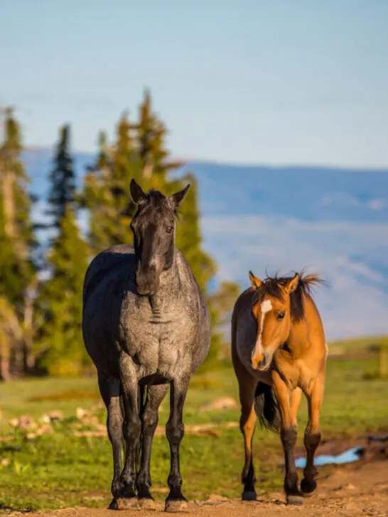 Wild horses range the Pryor Mountains outside Lovell, Wyoming. - ss230811