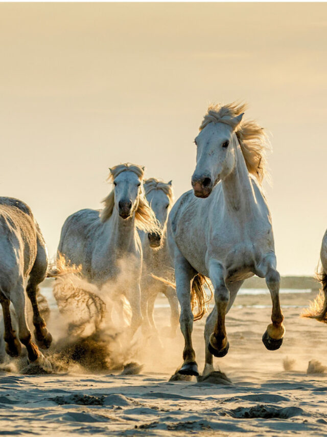 Summer Bucket List: 20 Things to Do With Your Horse