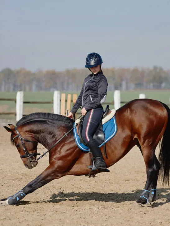 Young horsewoman riding on brown horse in paddock outdoors - ss240314