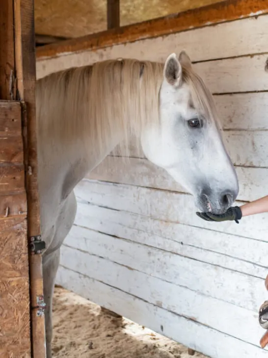 Young sporty woman holding leather saddle while feeding white purebred racehorse - ee220817