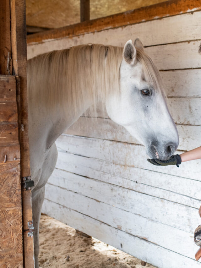 3 Deliciously Easy DIY Horse Treats