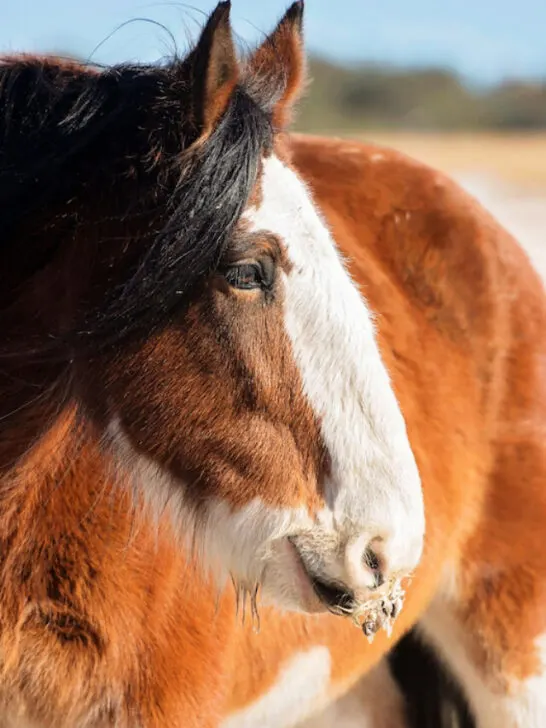 a bay clydesdale mare