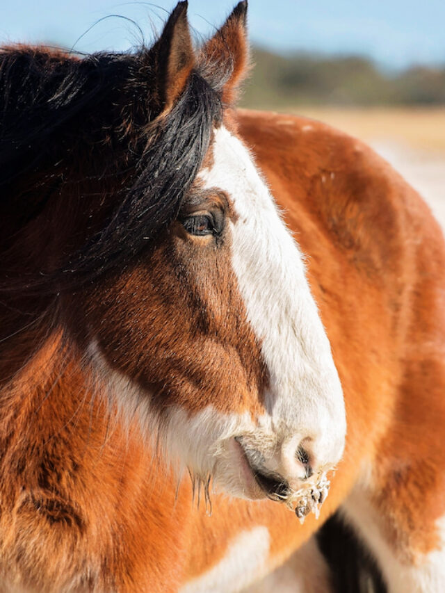 Clydesdale Horse Price + Ownership Cost & 7 Things To Consider
