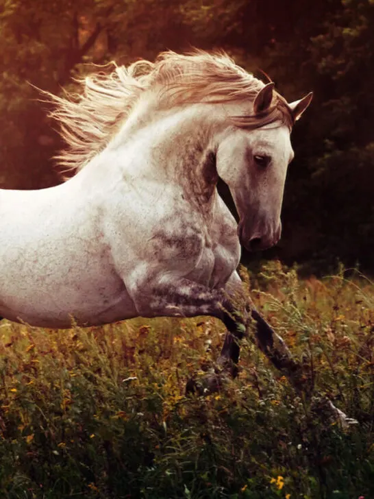 a beautiful andalusian horse