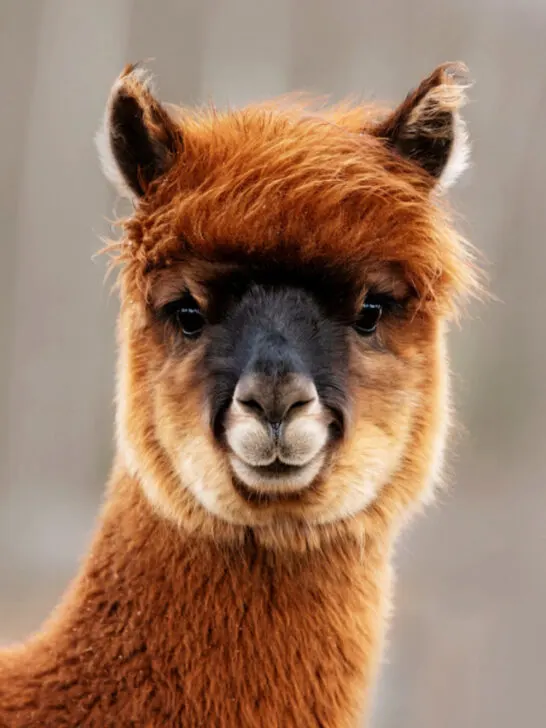 a beautiful brown alpaca