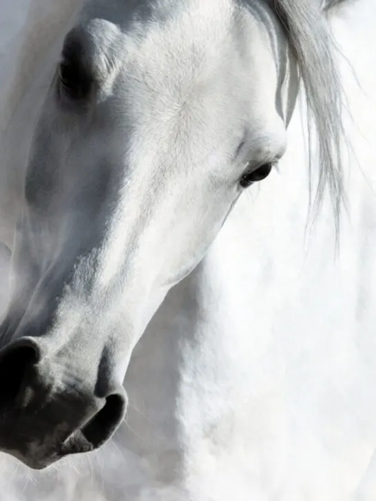 a beautiful closeup photo of a white arabian hose