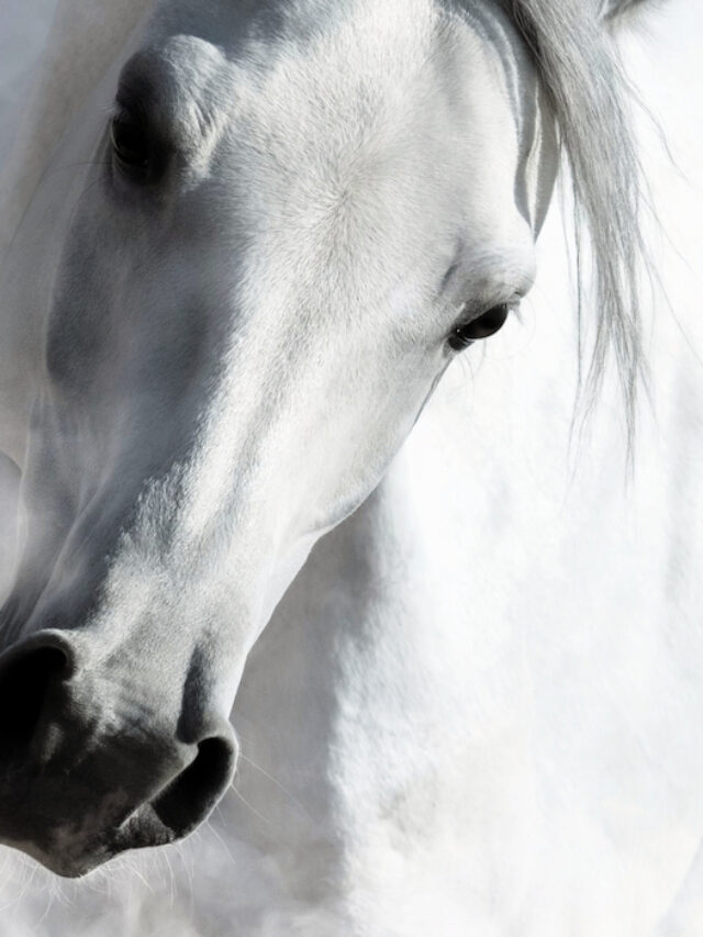 Arabian Horse Origin, Characteristics, Types and Prices Helpful