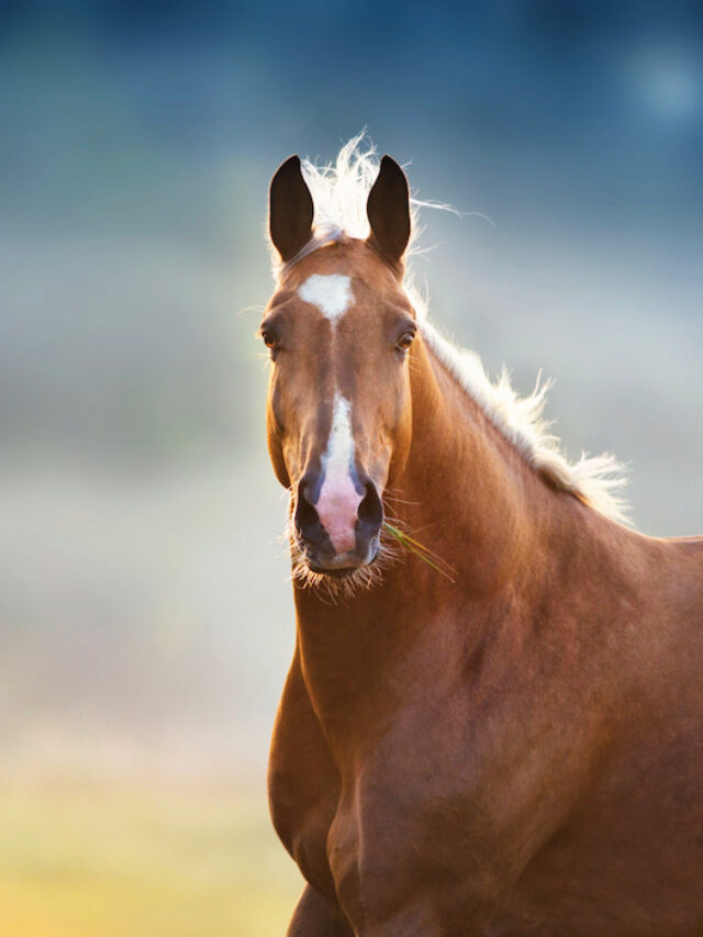 9 Rare Horse Colors