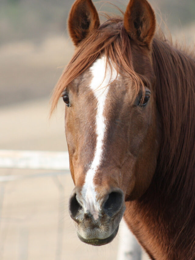 Hancock Horses: A Look at A Historic Line of Ranch Horses