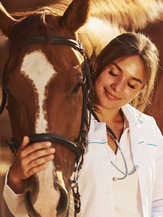 a beautiful horse vet