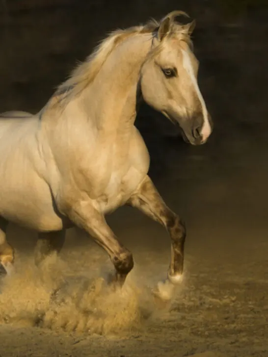 a beautiful white american quarter horse running on a dusty road