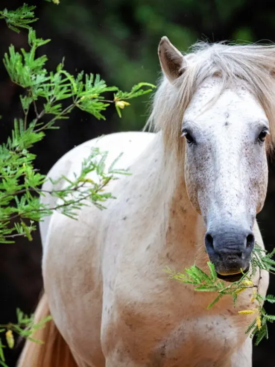 a beautiful white horse eating leaves in the woods