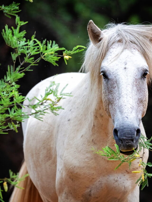 5 Common Reasons Horses are Gelded