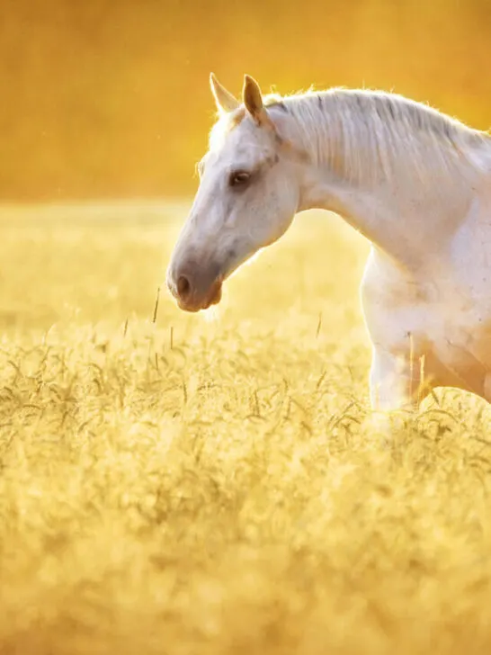 a beautiful white mare
