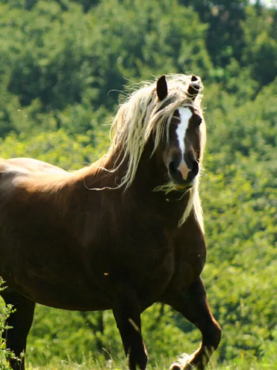 a black forest horse