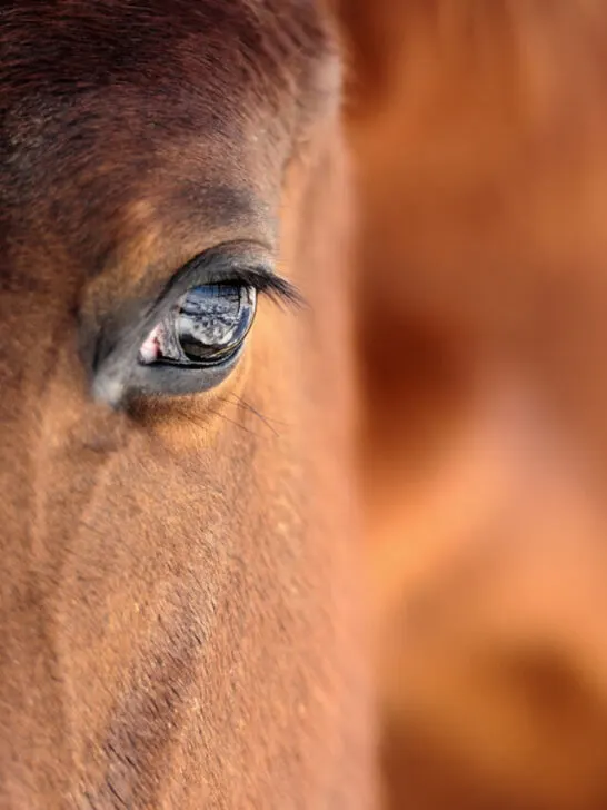 a brown horse closeup photo