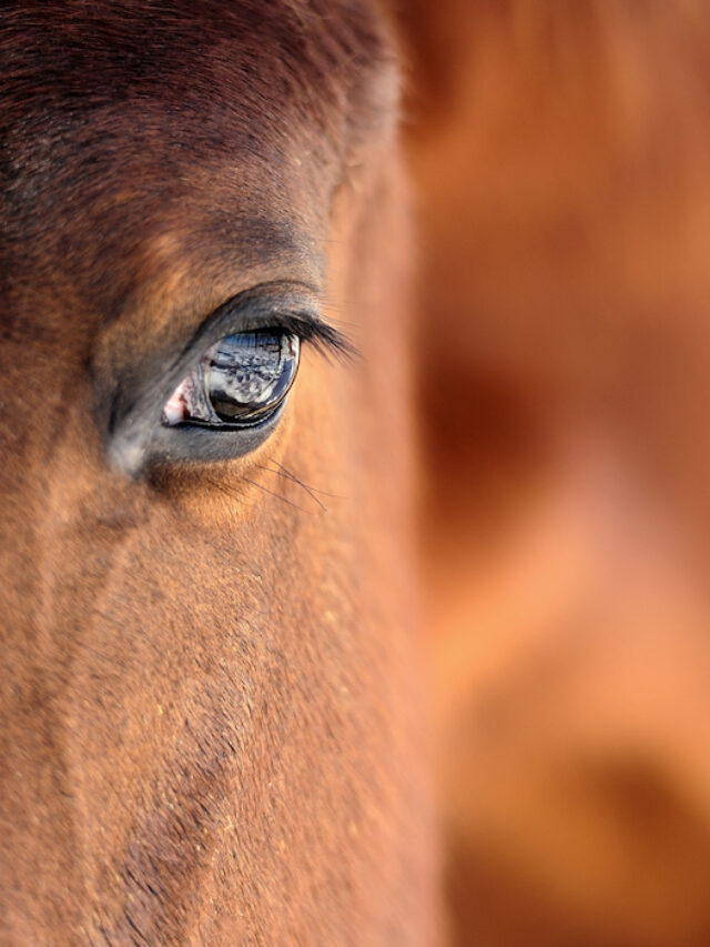 Complete Guide to Retirement Horse Boarding