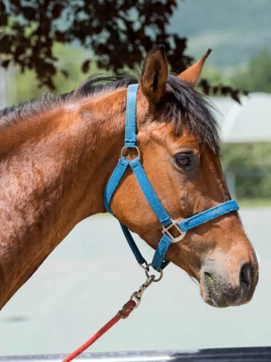 a brown horse tied in a tree wearing a blue nylon halter