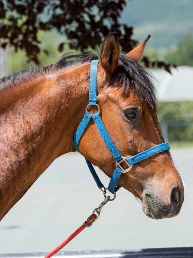 Adding Holes to Nylon Horse Halters