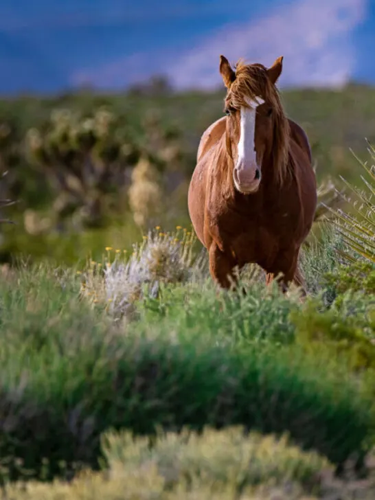 a brown wild Mustang horse in a desert