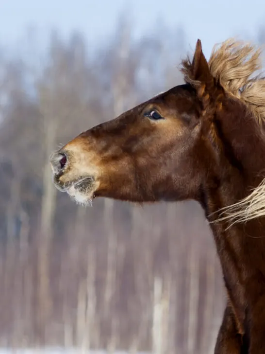 a chocolate palomino horse
