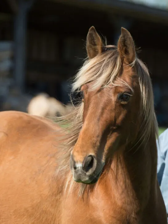 a close up shot of a Tennessee Walker horse in the stables